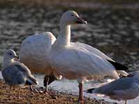 Oie des neiges Anser caerulescens