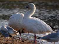 Oie des neiges Anser caerulescens