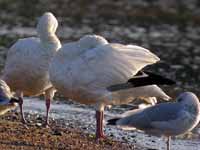 Oie des neiges Anser caerulescens