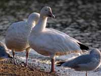 Oie des neiges Anser caerulescens