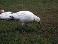 Oie des neiges Anser caerulescens