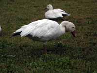 Oie des neiges Anser caerulescens