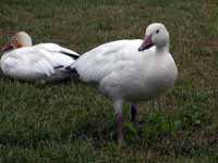 Oie des neiges Anser caerulescens