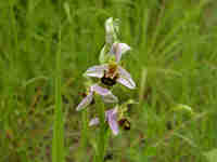 Ophrys abeille (Ophrys apifera)