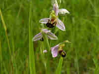 Ophrys abeille (Ophrys apifera)