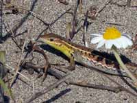 Ophisops élégant Ophisops elegans