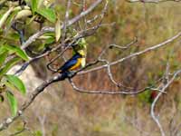 Organiste à bec épais Euphonia laniirostris