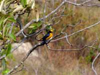 Organiste à bec épais Euphonia laniirostris