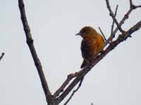 Oriole de Baltimore cerclé Icterus galbula