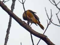 Oriole de Baltimore cerclé Icterus galbula