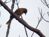 Oriole de Baltimore cerclé Icterus galbula