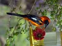 Oriole à dos orange Icterus croconotus