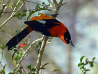 Oriole à dos orange Icterus croconotus