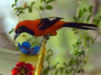 Oriole à dos orange Icterus croconotus