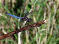 Orthétrum bleuissant Orthetrum coerulescens