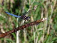 Orthétrum bleuissant Orthetrum coerulescens