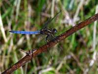 Orthétrum bleuissant Orthetrum coerulescens