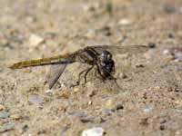 Orthétrum brun (Orthetrum brunneum)