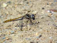 Orthétrum brun (Orthetrum brunneum)