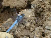 Orthétrum brun (Orthetrum brunneum)