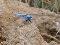 Orthétrum brun (Orthetrum brunneum)