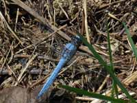 Orthétrum brun (Orthetrum brunneum)