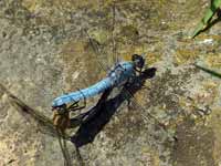 Orthétrum brun (Orthetrum brunneum)