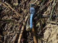 Orthétrum brun (Orthetrum brunneum)