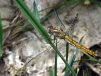 Orthétrum brun (Orthetrum brunneum)