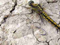 Orthétrum réticulé (Orthetrum cancellatum)