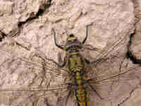 Orthétrum réticulé (Orthetrum cancellatum)