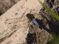 Orthétrum réticulé (Orthetrum cancellatum)