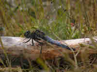 Orthétrum réticulé (Orthetrum cancellatum)