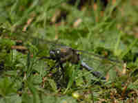 Orthétrum réticulé (Orthetrum cancellatum)