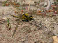 Orthétrum réticulé (Orthetrum cancellatum)