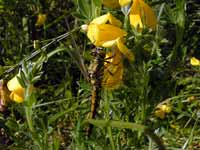 Orthétrum réticulé (Orthetrum cancellatum)