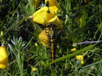 Orthétrum réticulé (Orthetrum cancellatum)