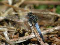 Orthétrum réticulé (Orthetrum cancellatum)