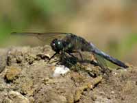 Orthétrum réticulé (Orthetrum cancellatum)