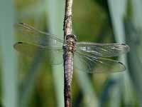 Orthétrum réticulé (Orthetrum cancellatum)