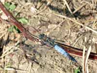 Orthétrum réticulé (Orthetrum cancellatum)