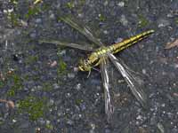 Orthétrum réticulé (Orthetrum cancellatum)