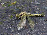 Orthétrum réticulé (Orthetrum cancellatum)