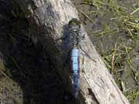 Orthétrum réticulé (Orthetrum cancellatum)