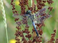 Orthétrum réticulé (Orthetrum cancellatum)