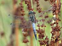 Orthétrum réticulé (Orthetrum cancellatum)