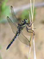 Orthétrum réticulé (Orthetrum cancellatum)