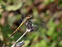 Orthétrum réticulé (Orthetrum cancellatum)