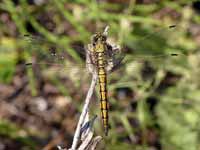 Orthétrum réticulé (Orthetrum cancellatum)