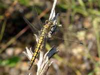 Orthétrum réticulé (Orthetrum cancellatum)